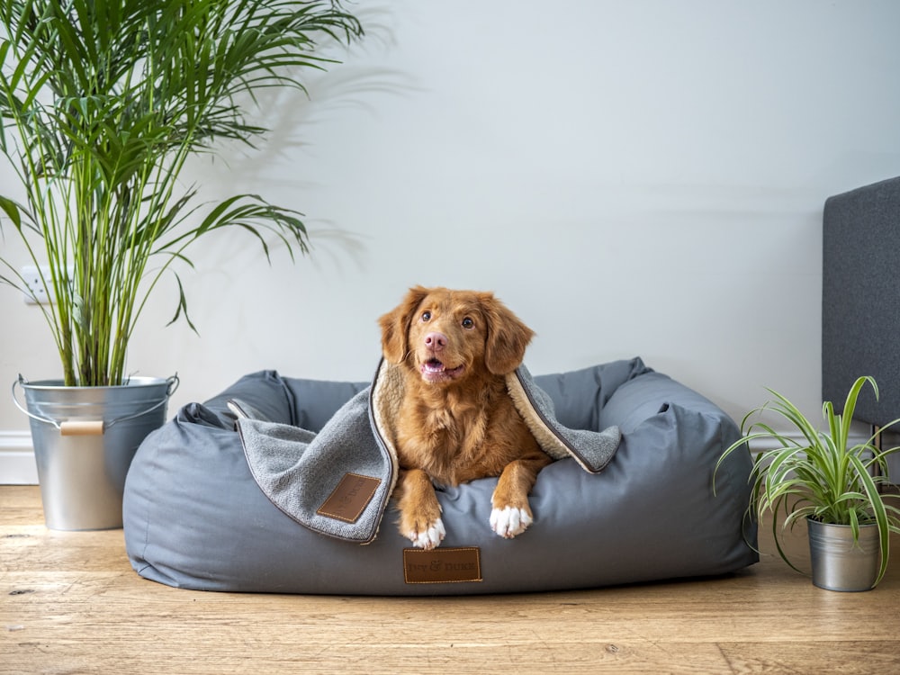 Propriétaire avec son animal en salle d'attente